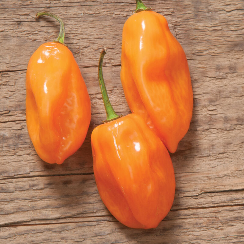 Habanero – Organic Hot Pepper Seed